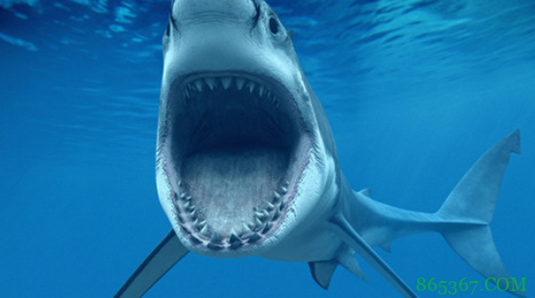 德州扑克7大特征告诉你紧凶玩家也能是鱼