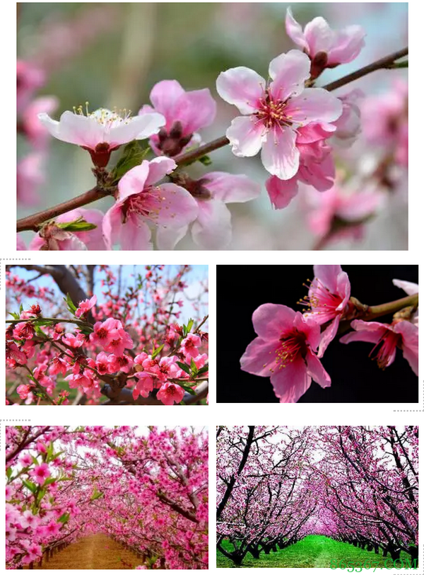 2021 TPC老虎杯第一季参赛攻略!