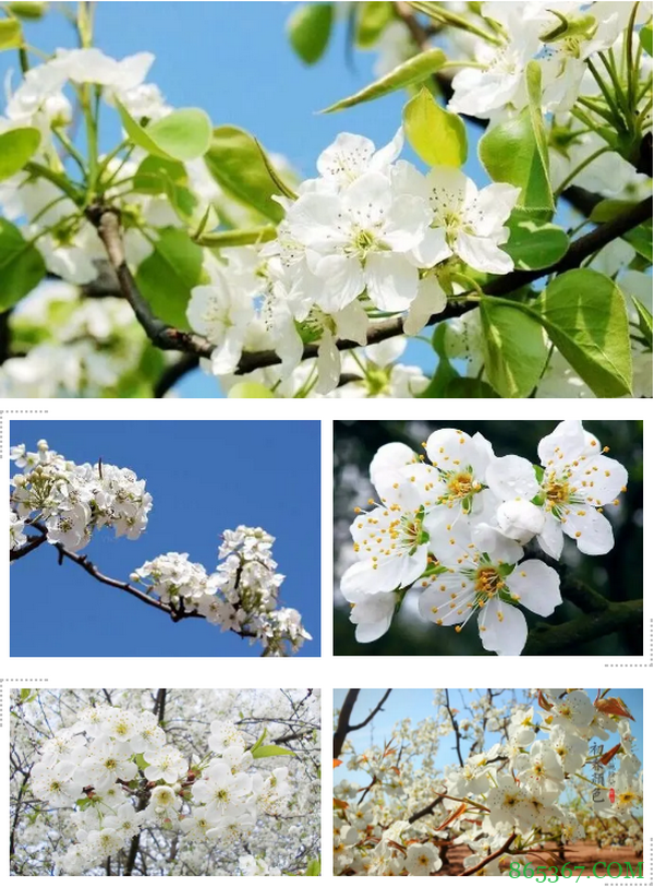 2021 TPC老虎杯第一季参赛攻略!