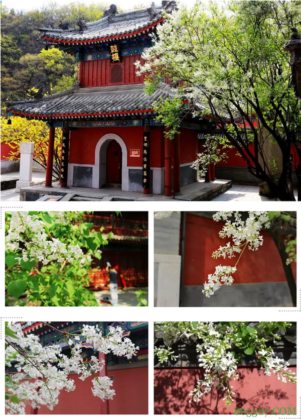 2021 TPC老虎杯第一季参赛攻略!