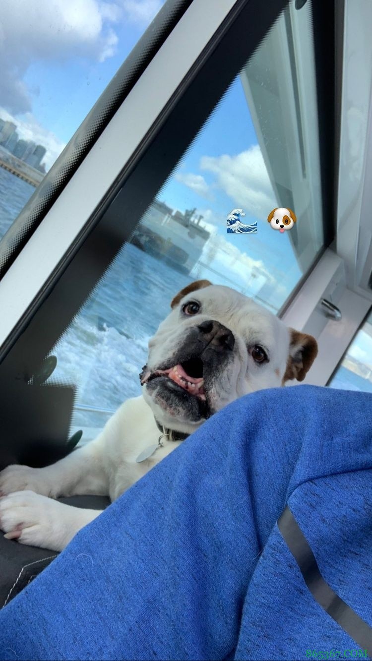 克莱晒照与爱犬Rocco登船下海：Rocco是个很棒的水手