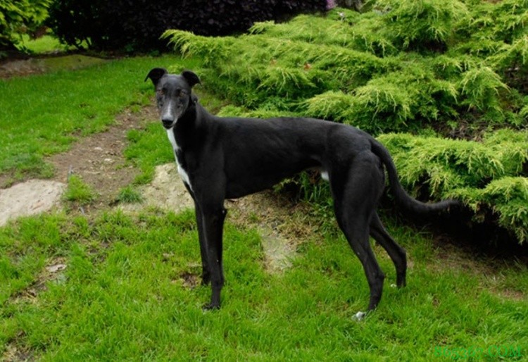 塔克:字母哥手长速度快就像灵缇 运三次球就能跨越全场扣篮