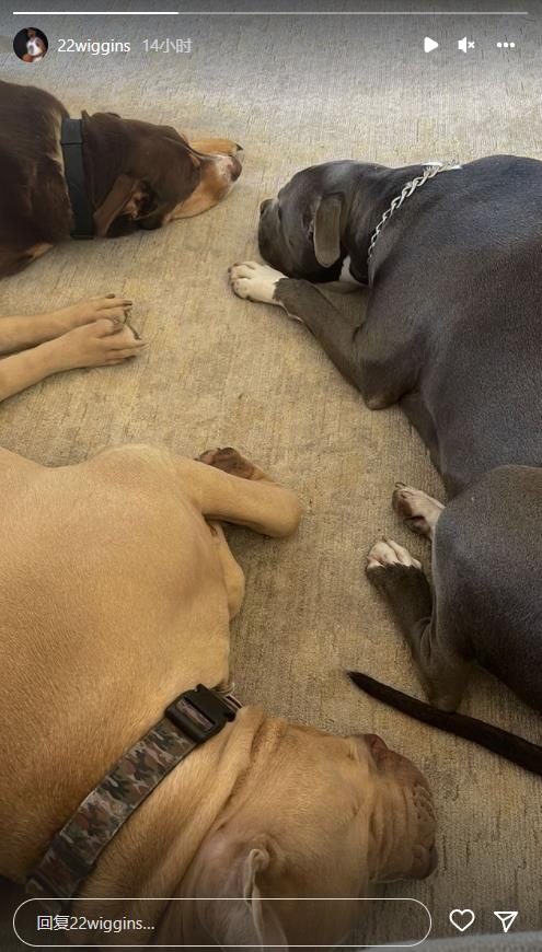 享受冠军时光!维金斯晒三条爱犬酣睡照片