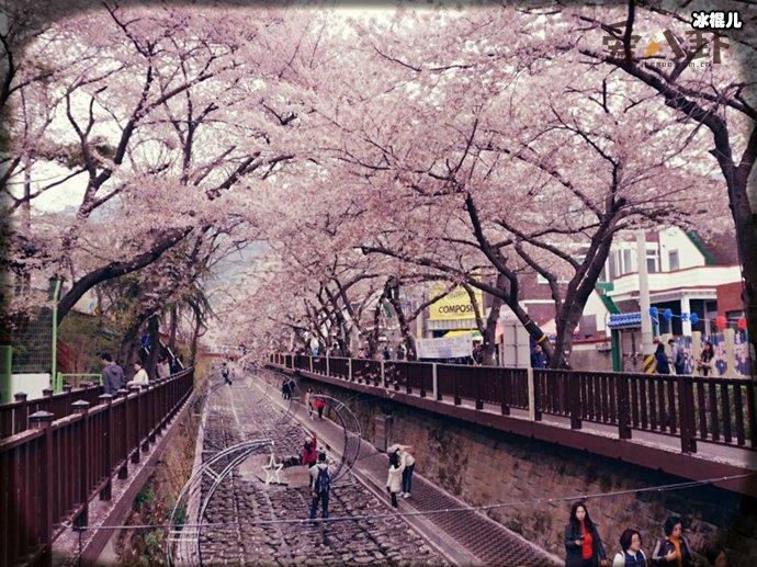 走花路是什么意思?这个词语是怎样在饭圈流行起来的