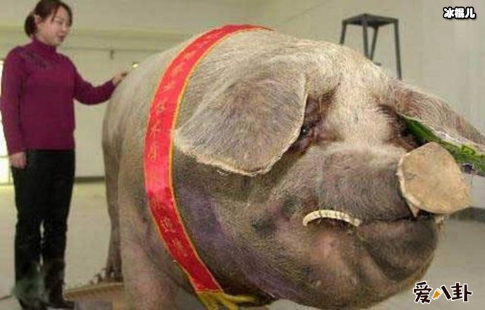世界上最的猪长这样, 1800斤宛如庞然大物